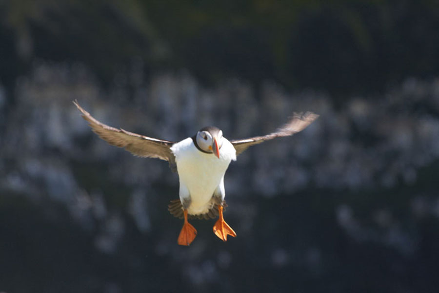 Puffin 4-900×600-web Puffin in flight.