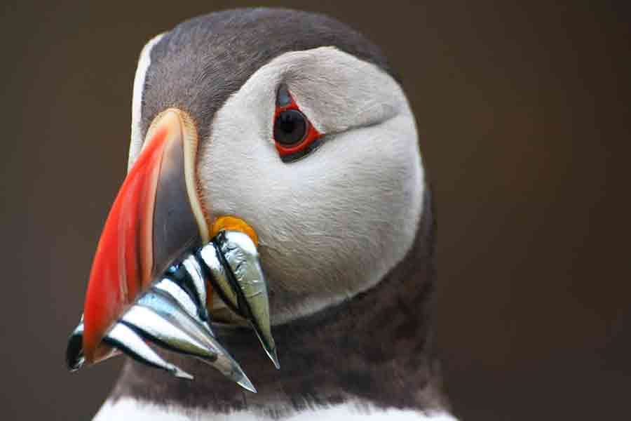 Puffin-5-900×600-web puffin with sand eels.