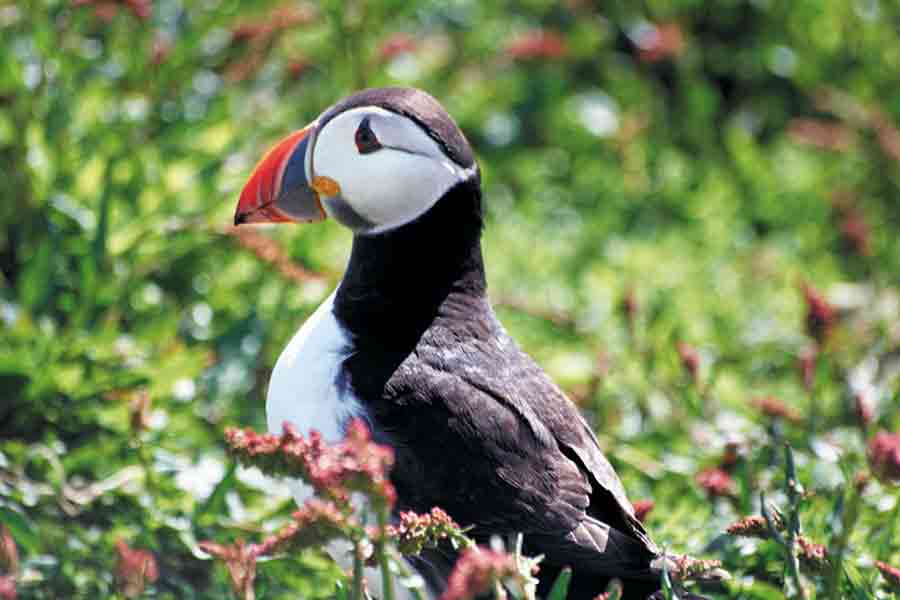 Puffin-900×600-web Puffin in full breeding plumage.