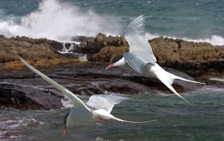 Wales Coast Path: Arctic terns, Isle of Anglesey