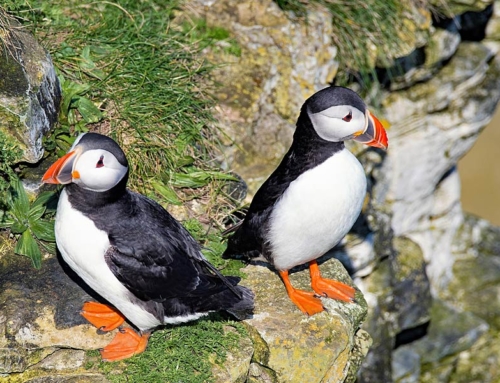 Where to see puffins on the Wales Coast Path