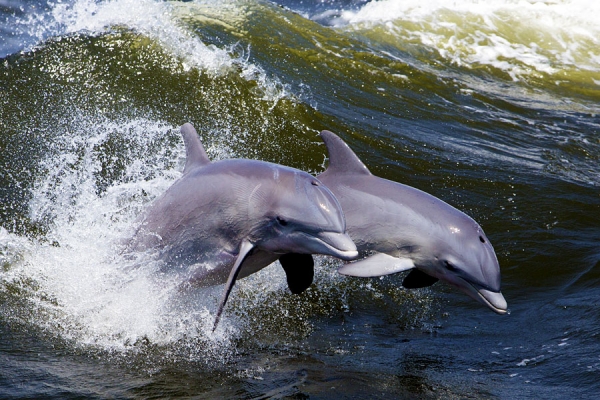 Bottlenose dolphins are natural surfers