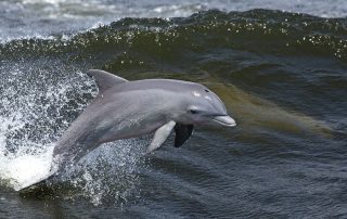 Wales Coast Path: Bottlenose dolphins