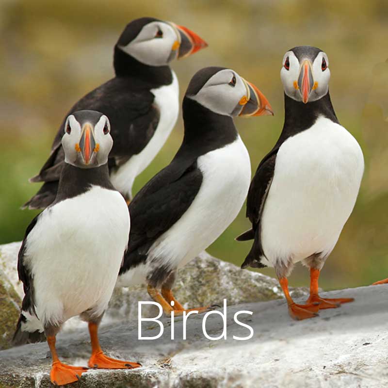 A group of Wales' iconic puffins