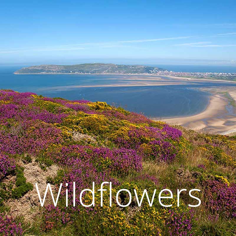 Purple heather and yellow gorse bloom on the Welsh coastal path's cliffs in summer