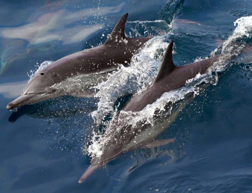 Where to see dolphins, porpoise and whales on the Wales Coast Path