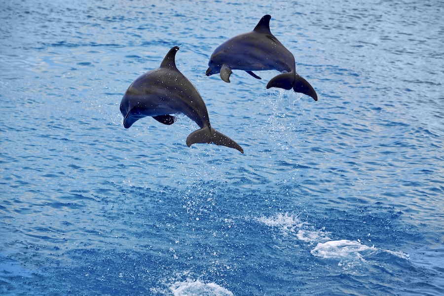 dolphins_900x600-web