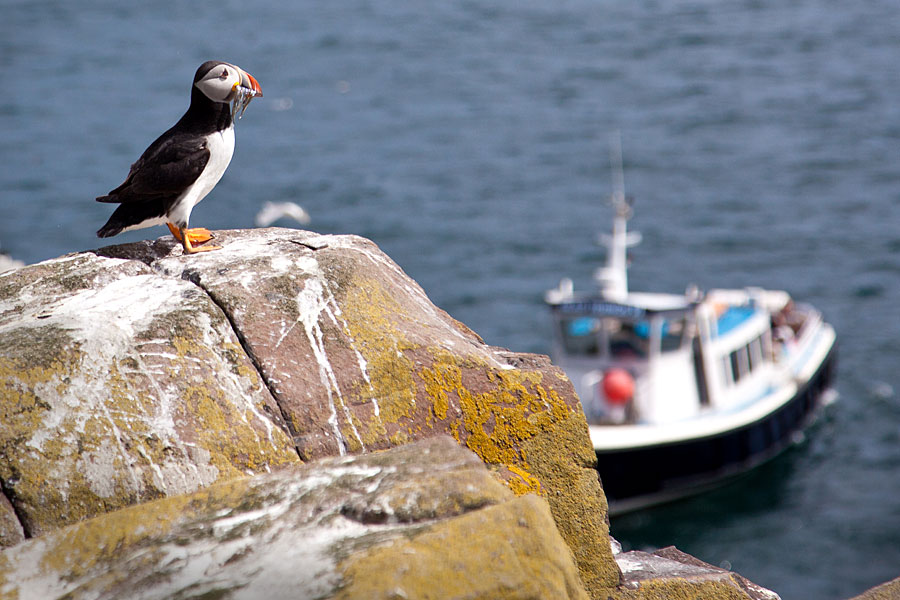 farne-islands_900x600_web