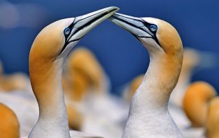 Wales Coast Path: gannets