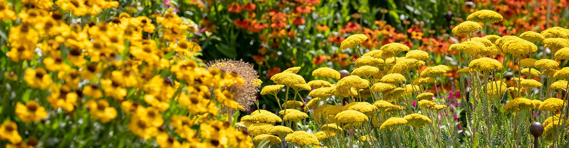 Garden flowers in a herbaceous border in Wales Garden flowers in a herbaceous border in Wales