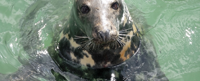 Curious Atlantic grey seal