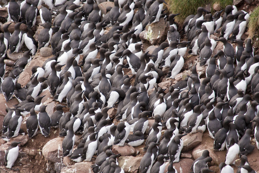 Guillemots crowd onto the nesting ledges on South Stack