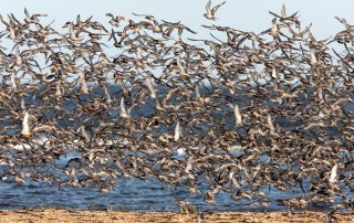 Wales Coast Path: huge flock of knot
