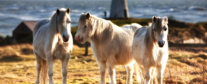 Ponies on Llanddwyn Island, Anglesey