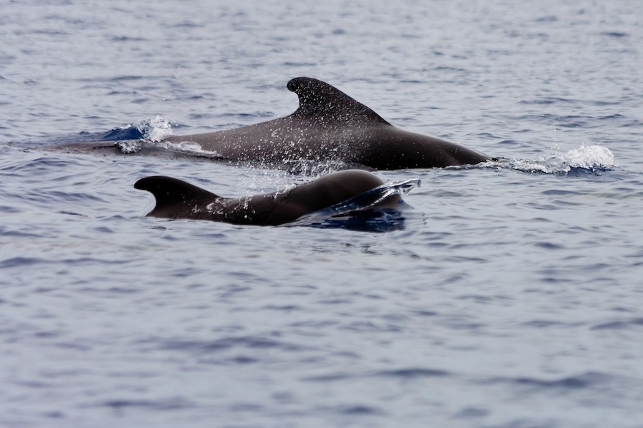 pilot whale_900x600-web