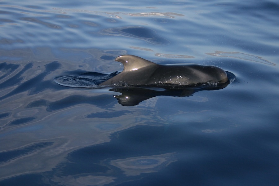 pilot whale_900x600-web
