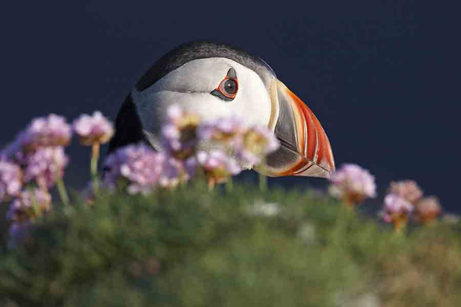 puffin_7-900×600-web puffin in the pinks.