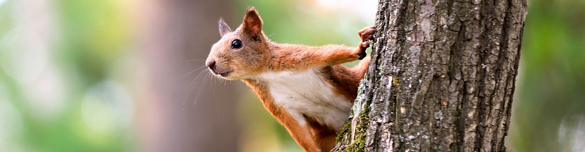 Red squirrel
