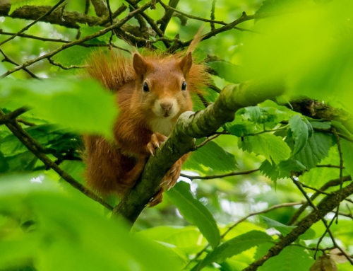 Where to see Red Squirrels on the Wales Coast Path
