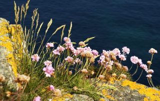 Wales Coast Path: sea pinks, or 