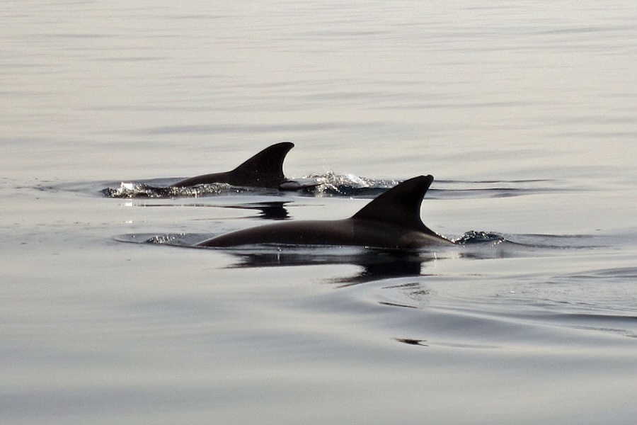 two-dolphins-900×600-web Bottle-nosed dolphins