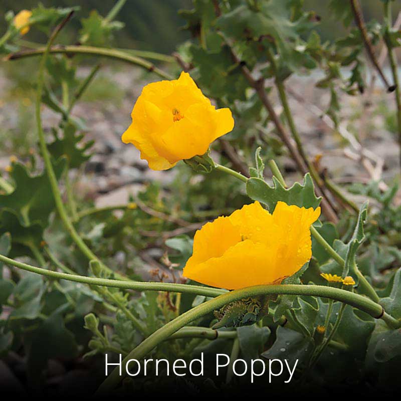 Horned Poppy on the Wales Coast Path