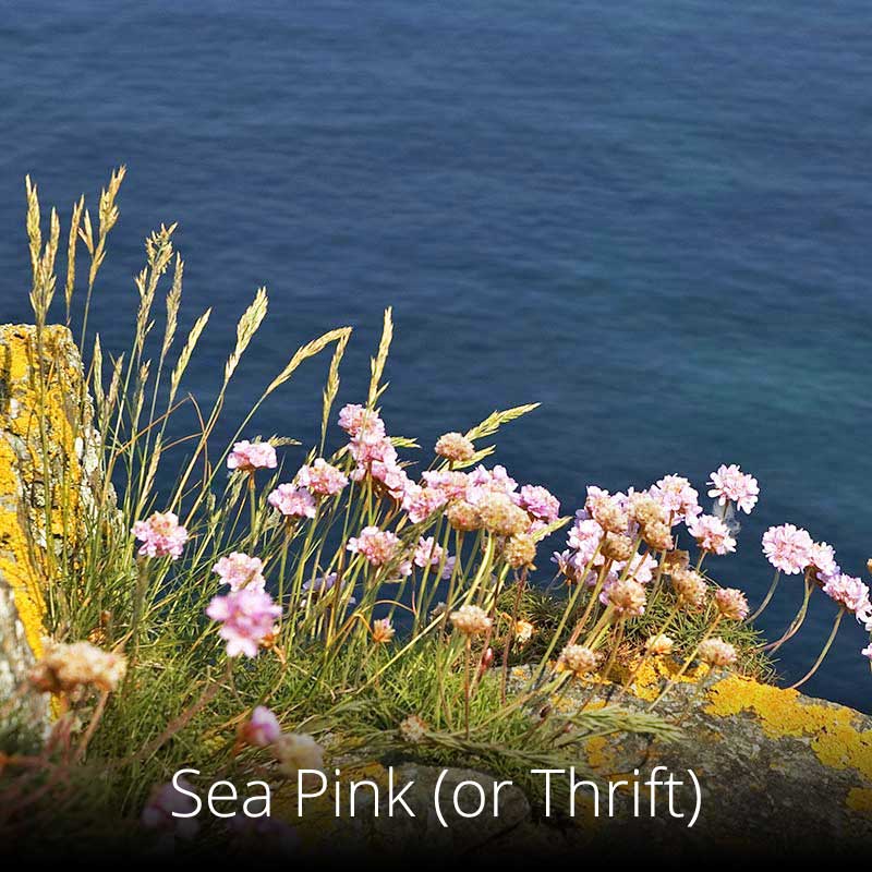 Sea Pink (or Thrift) on the Wales Coast Path