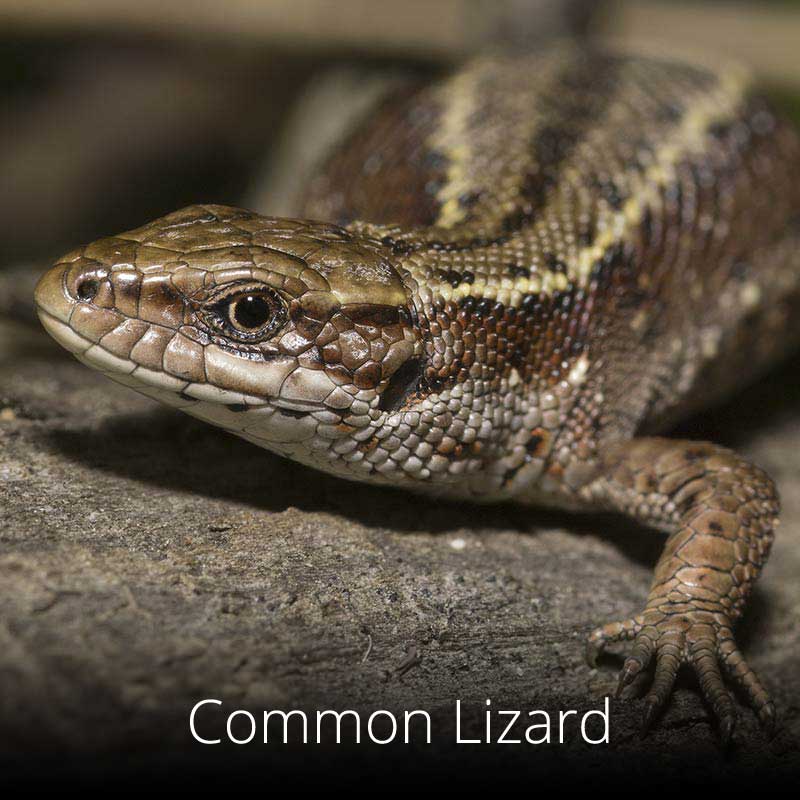 Common lizards can be seen basking in the sun on rocks and pathside heather along the Wales Coast Path