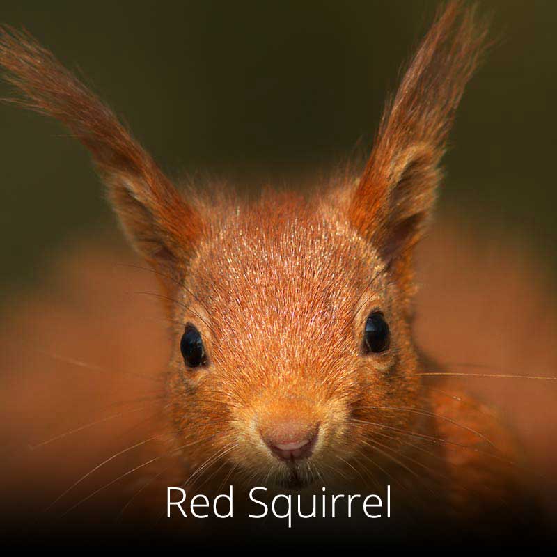 Red squirrels can be seen on several stretches of the Welsh coast, notably on Anglesey
