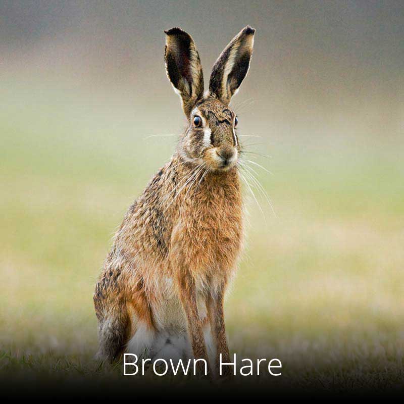 Elusive brown hares can still be watched along quieter sections of the Wales Coast Path
